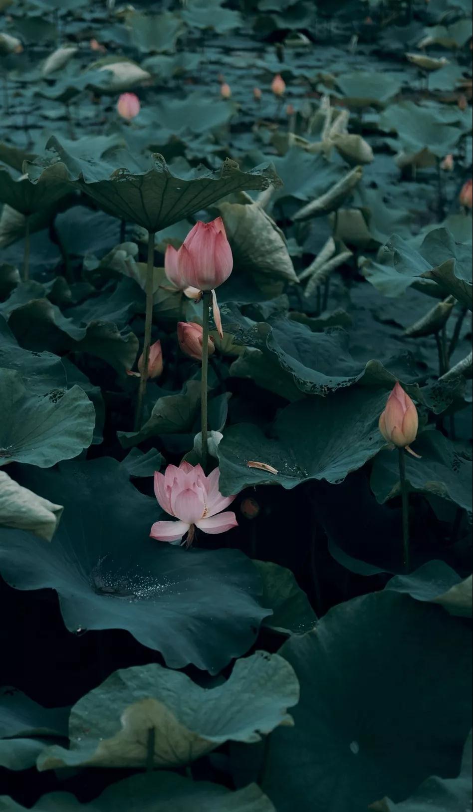 微信图片_20190731181831.jpg 微信图片_20190731181831.jpg