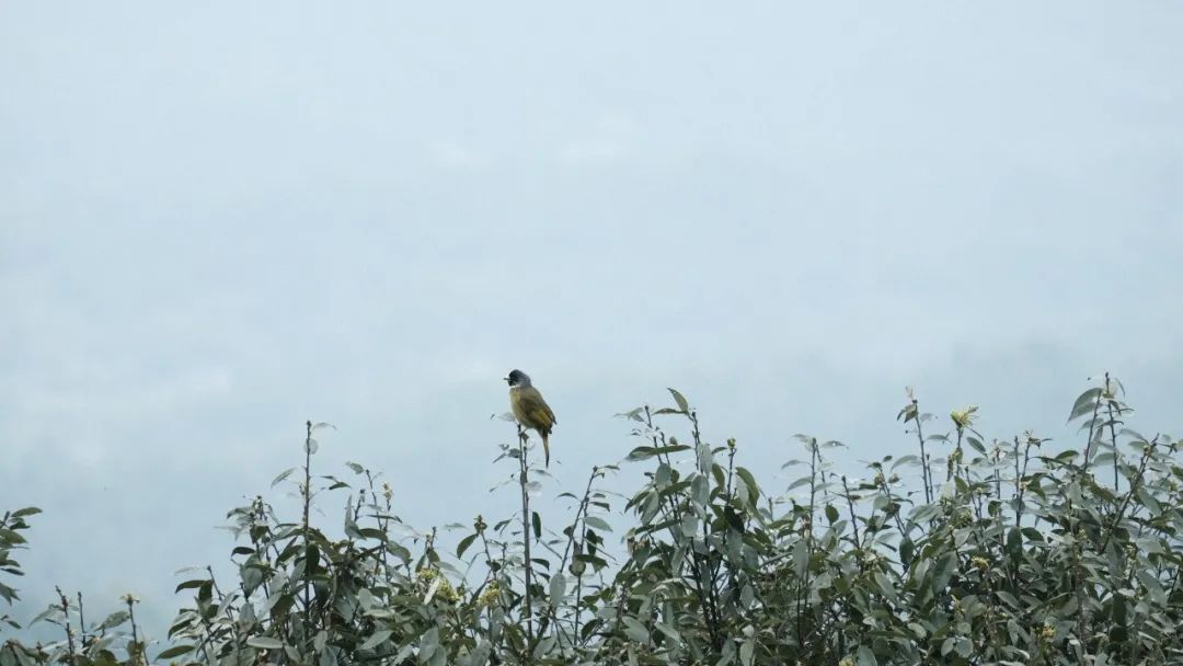 微信图片_20200422220037.jpg 微信图片_20200422220037.jpg